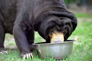 Malaienbärin Maika bekommt ihre Suppe serviert – selbstverständlich vom Revierchef persönlich.