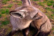 ARD/SWR DAS WAISENHAUS FÜR WILDE TIERE FOLGE 34, "Abenteuer Afrika", SWR Dokuserie mit 40 Folgen, deren Schauplatz die Tierrettungsstation "Harnas" am Rand der afrikanischen Kalahari-Wüste ist. Dieser Löffelhund muß dringend untersucht werden.