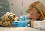 Eine Sternschildkröte auf dem Behandlungstisch von Zootierärztin Dr. Sandra Silinski.