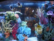 Coral reef in an aquarium.