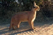 Trotz eines fehlenden Beines bekommt dieser Caracal eine Chance auf Harnas!