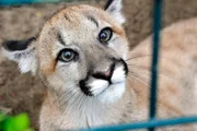 ARD/rbb PANDA, GORILLA & CO. (36), "Katzenarten". Missoula, ein einjähriges Puma-Mädchen, teilt sich mit der gleichaltrigen Java-Leopardin Sri Kandi stundenweise ein Gehege.