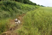 Dog in grass