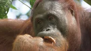 Orang-Utans sind auf intakte Regenwälder angewiesen, doch diese werden immer kleiner.