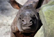 Nashornkind Tarun aus der Sendung PANDA, GORILLA & CO., TEIL 162, Geschichten aus dem Zoo Berlin und dem Tierpark Berlin
