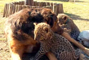 ARD/SWR DAS WAISENHAUS FÜR WILDE TIERE FOLGE 33, "Abenteuer Afrika", SWR Dokuserie mit 40 Folgen, deren Schauplatz die Tierrettungsstation "Harnas" am Rand der afrikanischen Kalahari-Wüste ist. Wer behauptet hier noch, dass sich Hunde und Katzen nicht vertragen?
