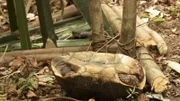 Schildkröte auf den Rücken gedreht.