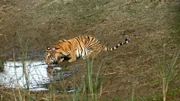 Tiger trinkt aus einem Wasserloch. Selbst der respekteinflössende große Tiger erinnert in manchen Situationen an einen zahmen Hauskater.