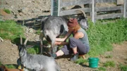 Die graue Bergziege „capra grigia“ ist im Calancatal heimisch.