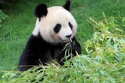 Ohne Bambus könnte der Panda in China nicht überleben – ebenso wenig wie der Mensch. Seit fast 5.000 Jahren bildet Bambus das Fundament der chinesischen Zivilisation.