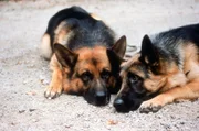 Rex und Senta.