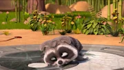 Waschbär
