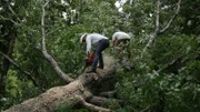 Marty and Matt chain sawing branches off a tree.