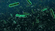 Photobacteria Phosphoreum graphic to illustrate the incredible ability living beings have to reproduce and proliferate.