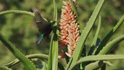 Hummingbird