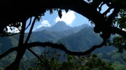The Amazon forest