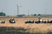 In der Toskana halten die „Butteri“, berittene Hirten, seit Jahrhunderten das regionstypische wilde und angriffslustige Vieh auf dem Rücken ihrer Pferde in Zaum.