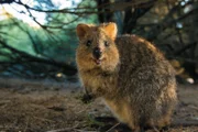 Wenn Sie Quokkas erforschen, werden Sie höchstwahrscheinlich feststellen, dass sie als das glücklichste Tier der Welt beschrieben werden
