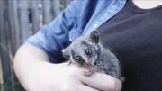 Nox das Buschbaby mit einem Freiwilligenhelfer  +++