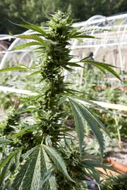 Garret Rodriguez zieht nach Humboldt County, Kalifornien, um auf einer Marihuana-Farm am Murder Mountain zu arbeiten.