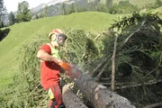 Marcel Nigsch fällt einen auf Alm