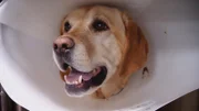 Hund beim Tierarzt.