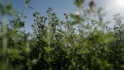 Alfalfa