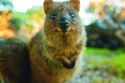 1658 wurde Quokkas eines der ersten australischen Tiere, das von Europäern aufgezeichnet wurde.    +++