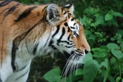 Tiger Nurejew wartet auf einen Leckerbissen.