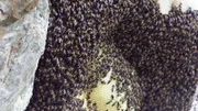 Bees