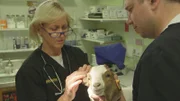Dr. Dee examines Esther's ear so that she can be cleared for the petting zoo.