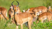 Impala