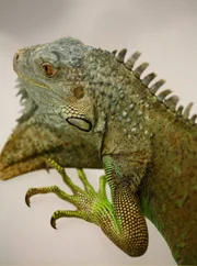 Ein lebenswichtiges Patent der Evolution - die Haut, die den Leguan vor dem Austrocknen schützt.