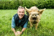 Schweinchen schlau: Schweine zählen zu den verkannten Genies unter den Tieren. Sie sind viel schlauer als ihr Ruf.