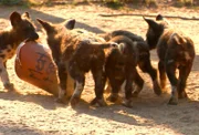 ARD/SWR DAS WAISENHAUS FÜR WILDE TIERE FOLGE 33, "Abenteuer Afrika", SWR Dokuserie mit 40 Folgen, deren Schauplatz die Tierrettungsstation "Harnas" am Rand der afrikanischen Kalahari-Wüste ist.