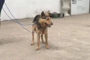 Charly hatte keinen schönen Start ins Leben. Der erst zweijährige Hund wurde aus einer 50 qm Wohnung gerettet, in der er mit 16 weiteren Hunden lebte. Der Mischling ist sehr verängstigt und lässt keine menschliche Nähe zu.