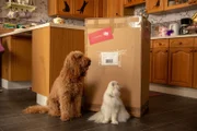Wuffel und Kater Schorsch würden nur zu gern wissen, was in dem großen Paket ist.