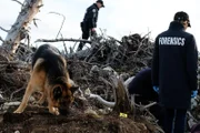 Rex (DIESEL VOM BURGIMWALD) at the crime scene