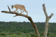 Wegen seiner Ähnlichkeit mit dem Luchs wird der Karakal manchmal auch als Wüstenluchs bezeichnet.