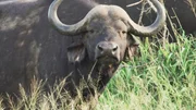 African buffalo