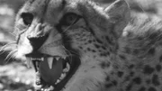 Gepard