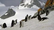 Im Eis der Antarktis überleben nur wenige Tierarten – wie der Zügelpinguin.