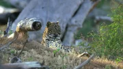 Leopard bei Tageslicht. Für viele ist der Leopard die eleganteste aller Raubkatzen. Er ist stark und kraftvoll, trotzdem aber geschmeidig und anmutig.