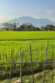 Reisfeld in Champasak