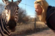 Dieses Zebra musste wieder eingefangen werden.