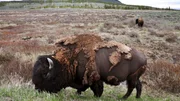 Bison im Yellowstone-Park, USA.