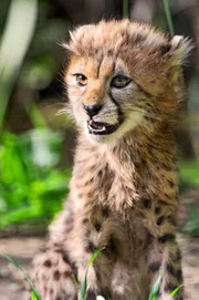 junge Gepard