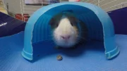 Pink Fluffy Unicorn is a Guinea Pig that is brought in by a school to get spayed.
