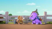 Tango (re.) und ihre neue Freundin, das kleine Triceratops-Weibchen, verstehen sich richtig gut. Die Kleine bleibt so lange auf der Dino-Ranch bis ihr Bein verheilt ist. Damit sie sich etwas bewegen kann, hat ihr Miguel ein kleines Laufrad gebaut.