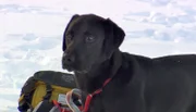 Für die beiden einjährigen Lawinenhunde, Bordercollie Cami und Labrador Spike, geht es weiter mit der Ausbildung in den Schweizer Alpen. Neben Ausgrabungsarbeiten in meterhohen Schneemassen, stehen Skilift fahren und Abfahrt auf dem Programm.